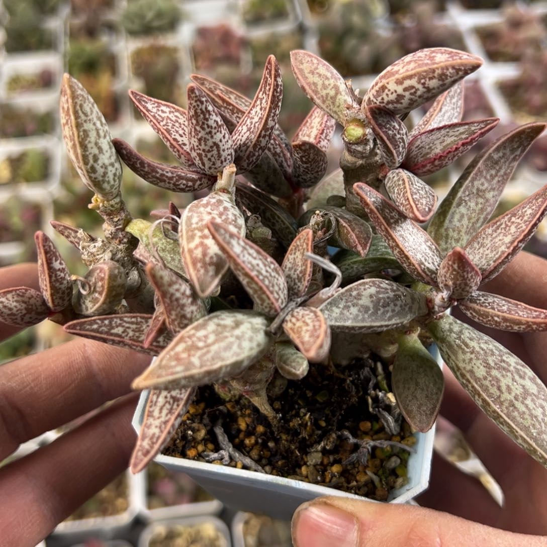 超大颗红太平水泡多肉植物