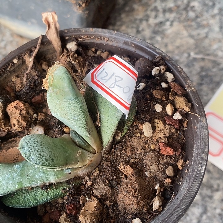 绿***宝完美主义者勿拍硬叶121806