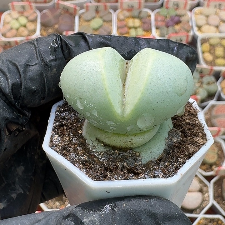 生石花2///。  268号