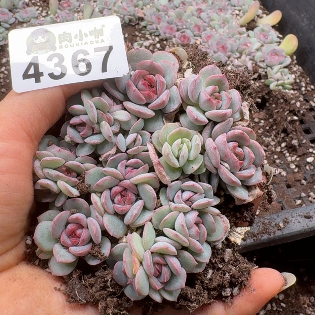 多肉植物多肉植物