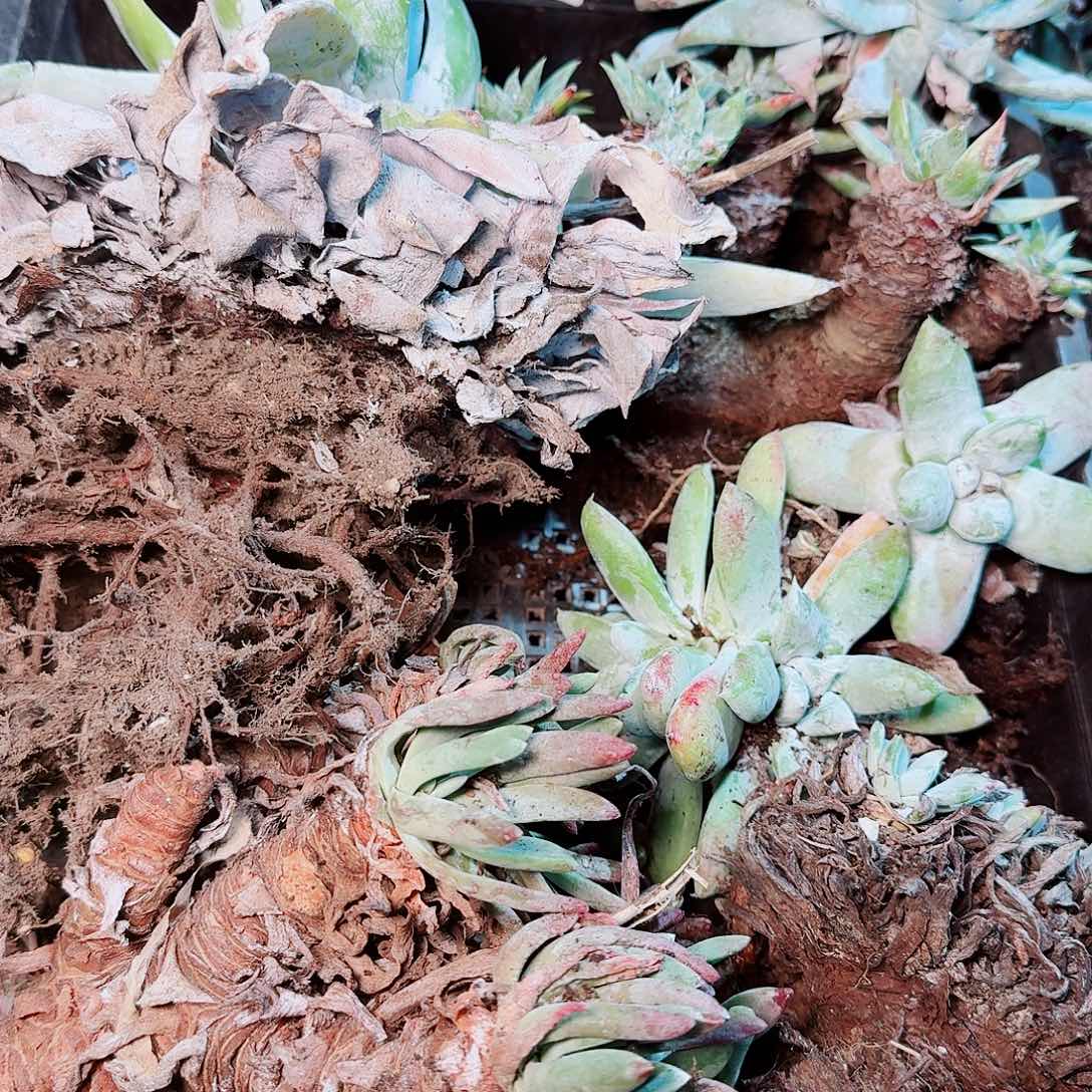 9138瑕疵框拍不售后