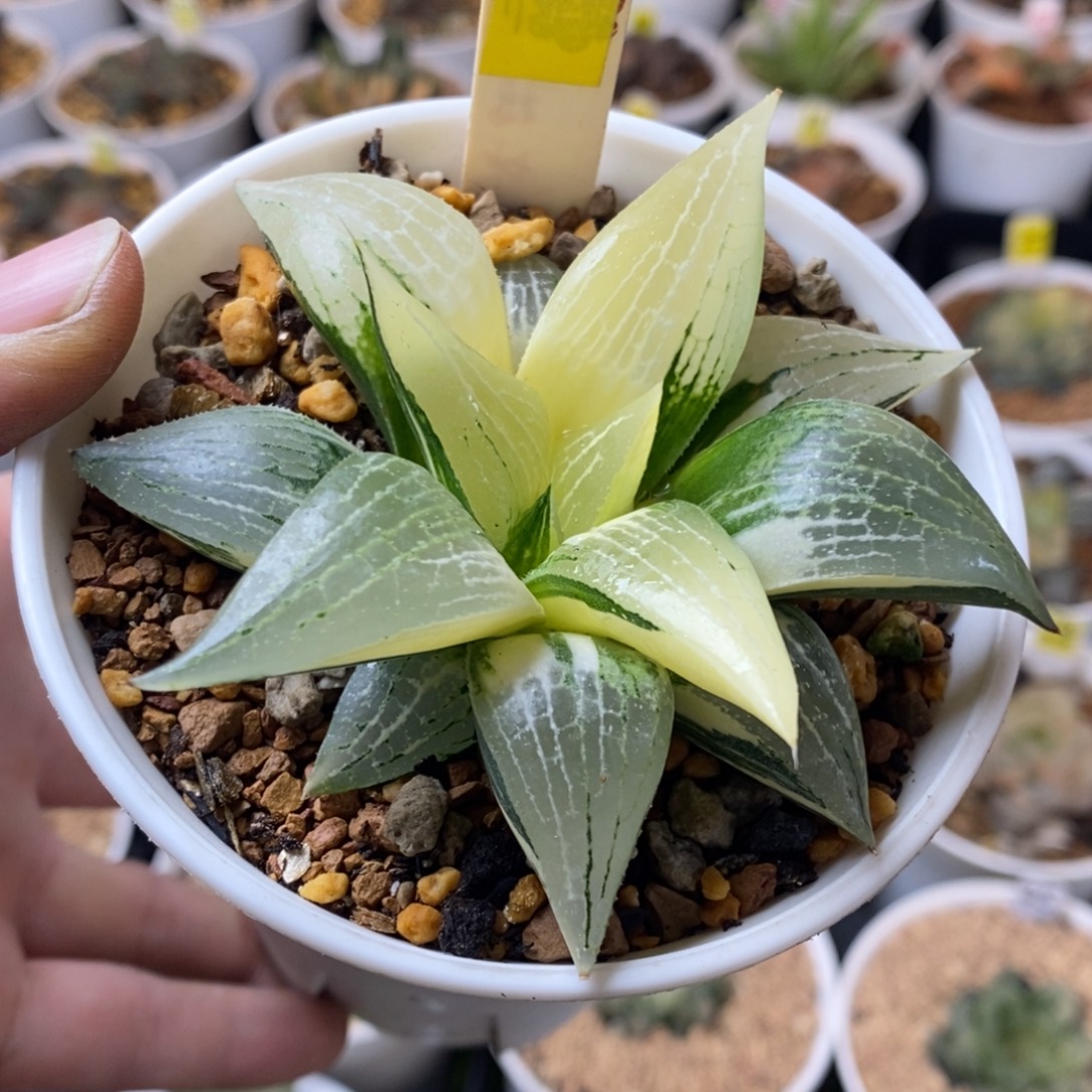 517号实生寿锦多肉