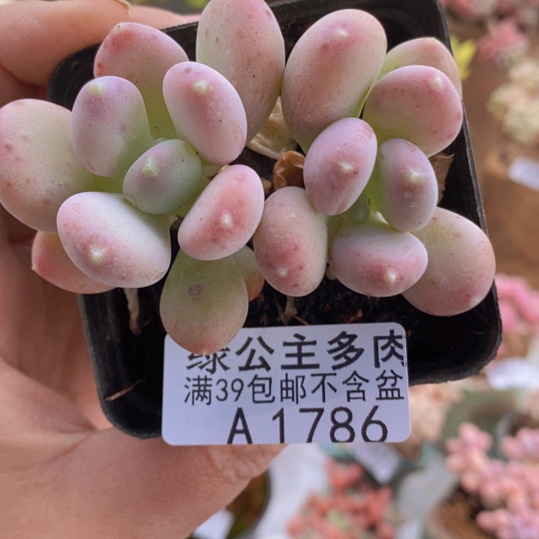 稻田姬6cm1786多肉植物