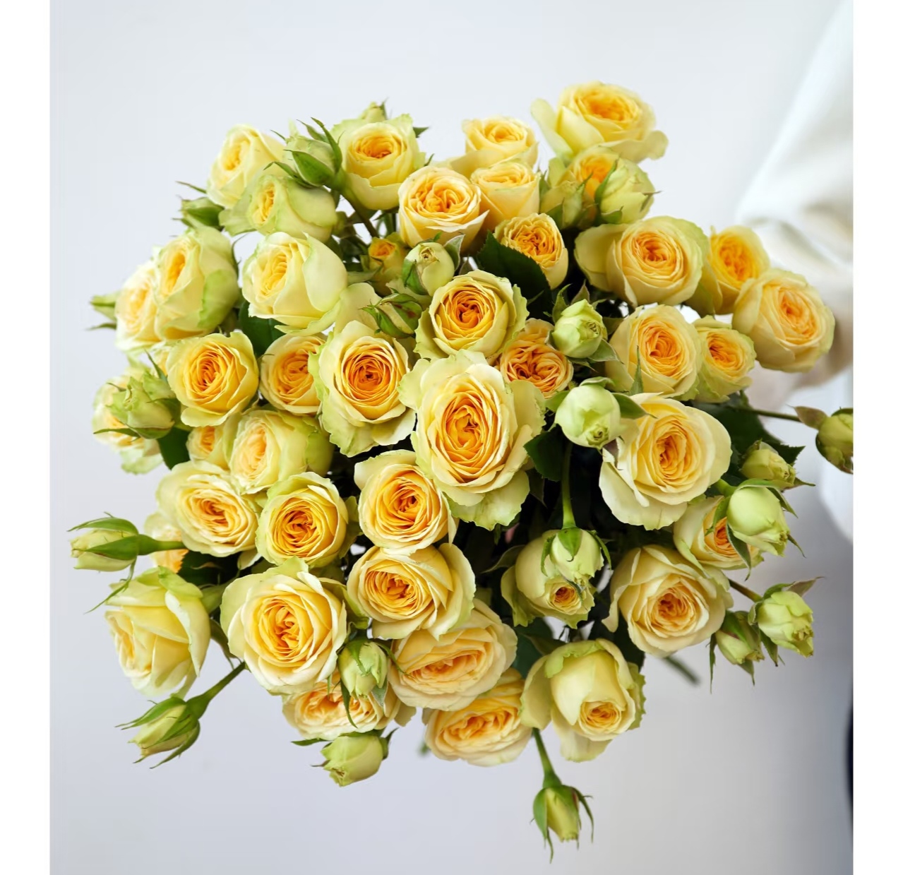 梦幻芭比多头玫瑰【收到花有任何问题请第一时间联系客服】