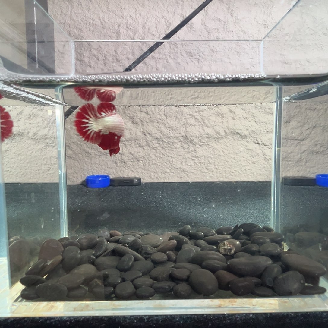 斗鱼阿浩泰斗24日105