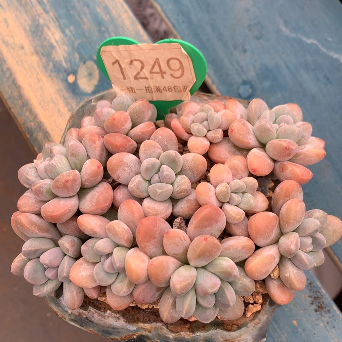 丸叶香玉矮桩平头1249