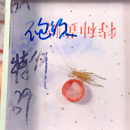 湘***蟋蟀3333333333333333