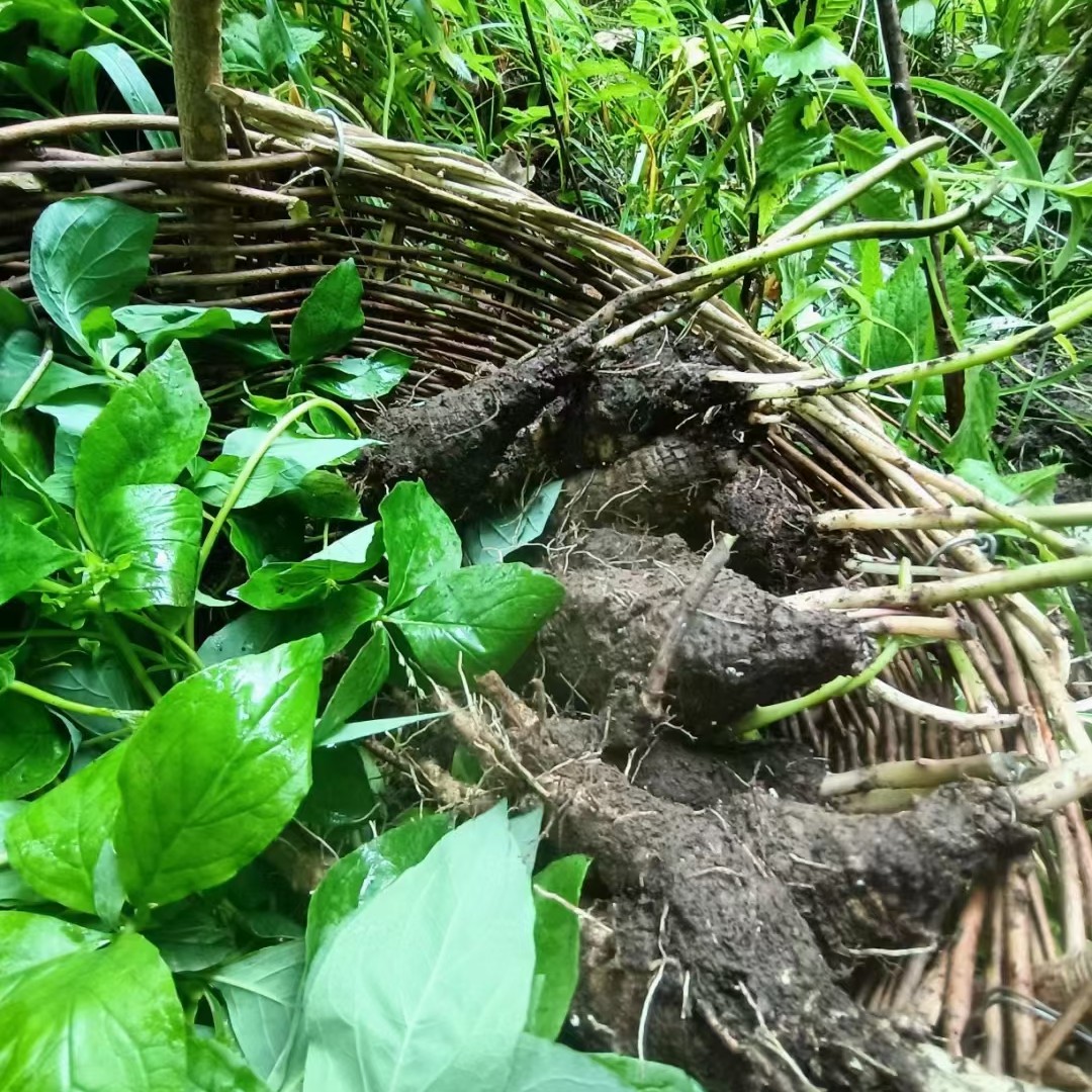 【晓苏哥】自采东北野生山胡萝卜3斤包邮