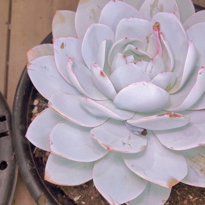 大***】832//////////////////////