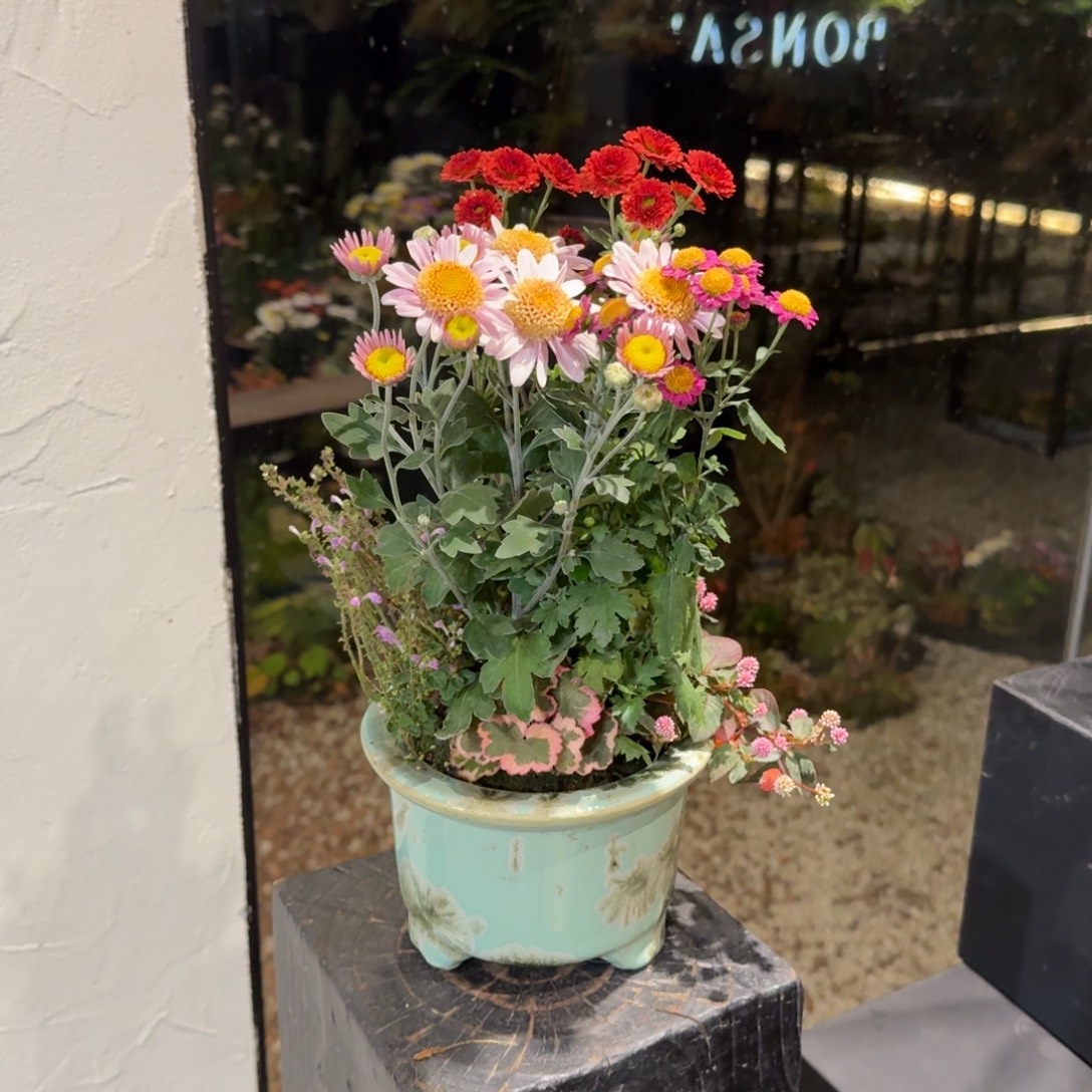 全部花朵山野草陶盆