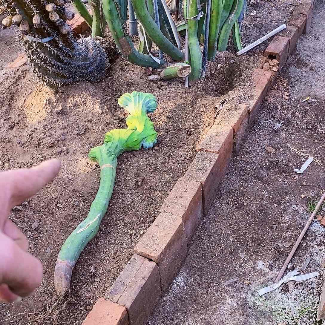 紫***瑰龙神木缀化一颗2888