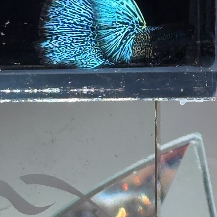 孔雀鱼超大背金属蓝蕾丝种鱼一对