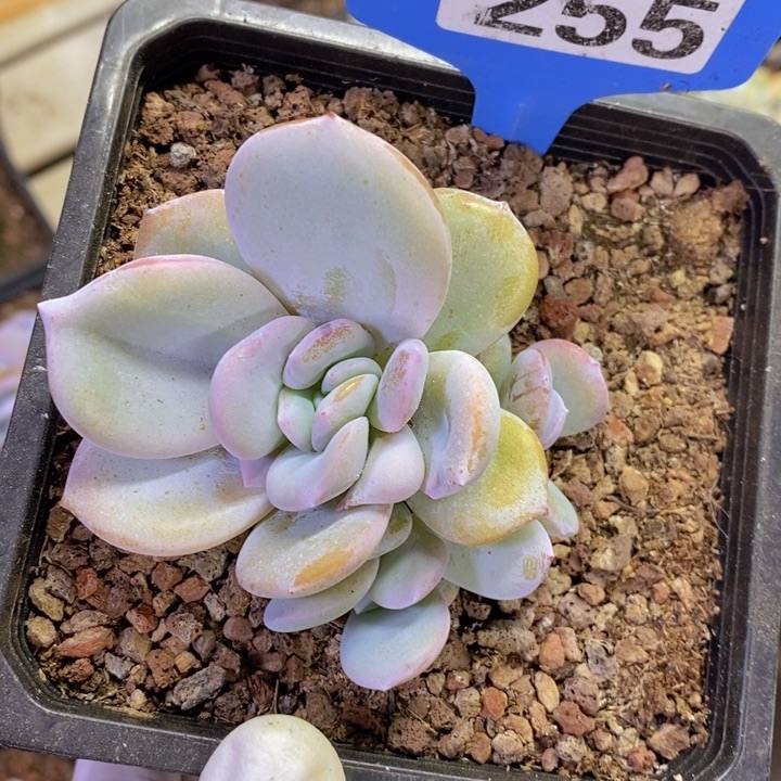 255奶茶石化4头微瑕疵11111
