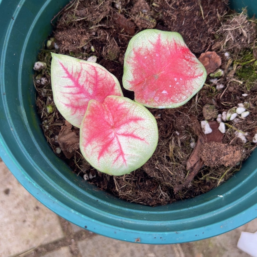 帅***蹦完全开放9251泰彩