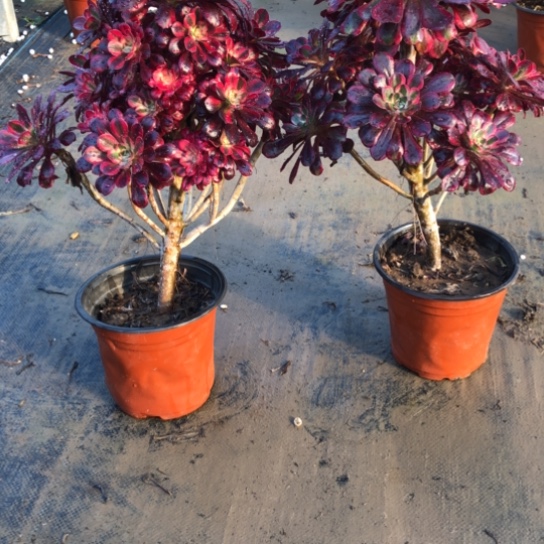 法师多肉植物商*文法师000