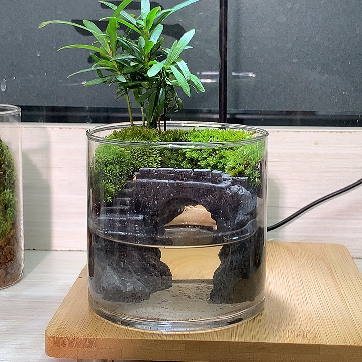 无花朵苔藓微景观
