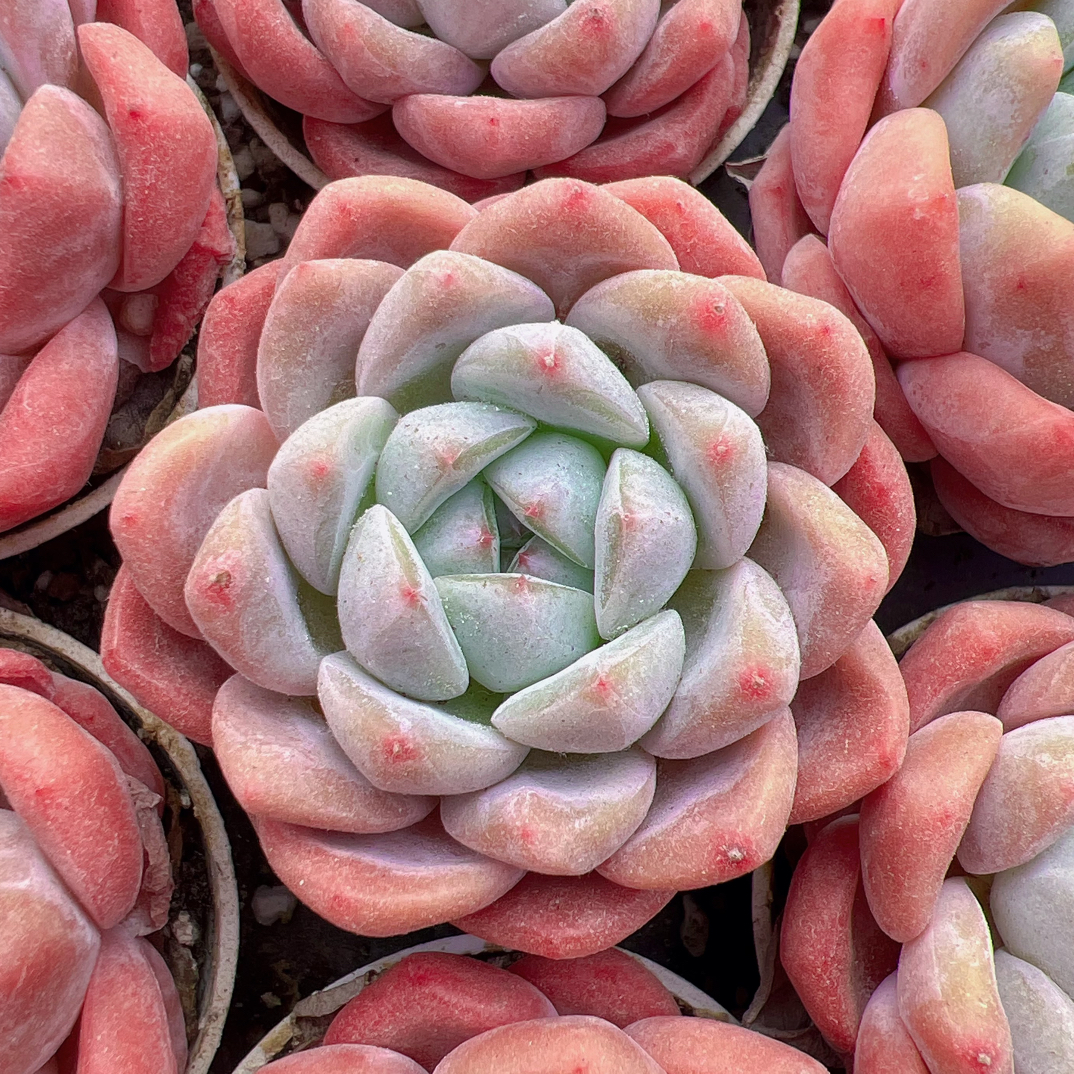 50#单头冰葡萄-带盆土