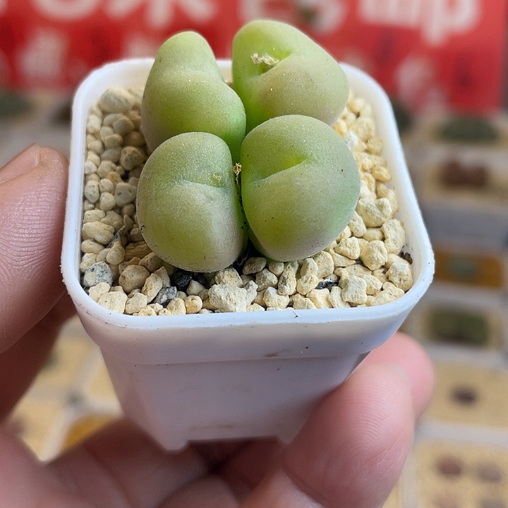 佳人园艺多肉生石花孔卡福713