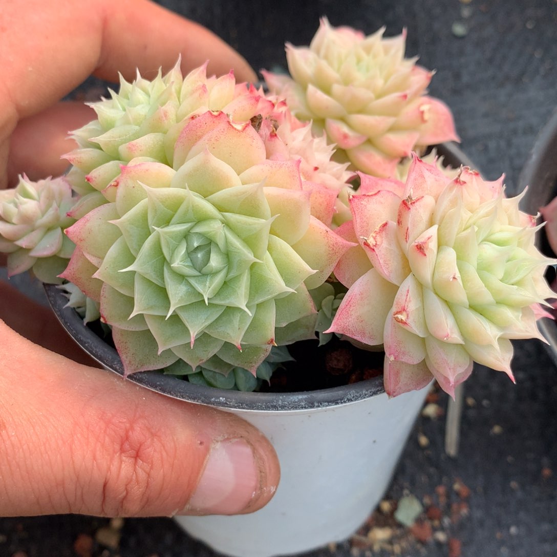 0201-54 女王玫瑰