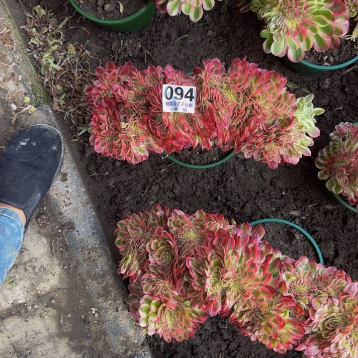 荔枝正版的，45公分30-28包邮花花