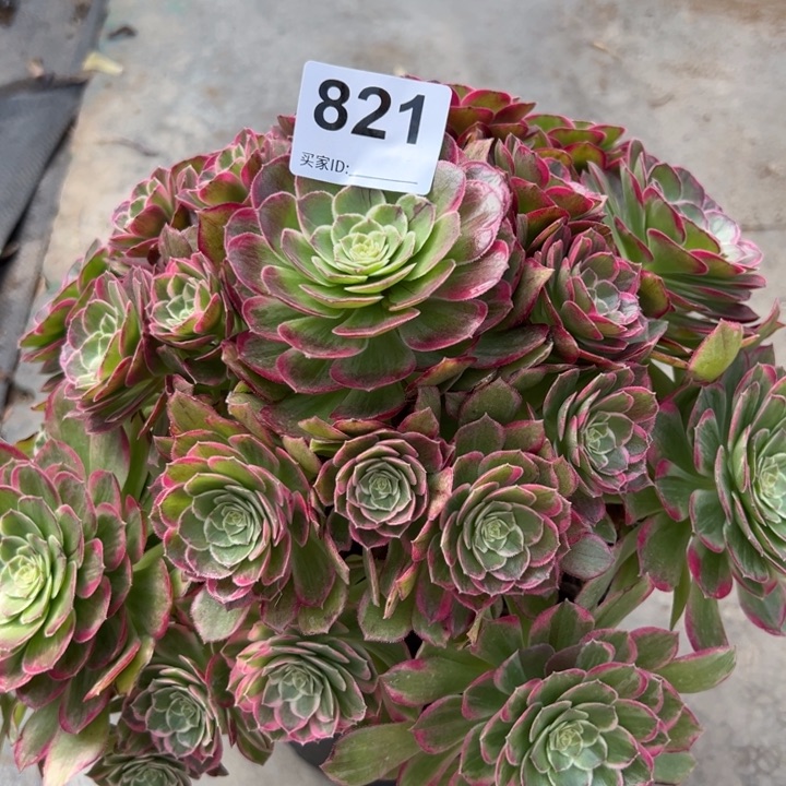 821莲花25厘米左右