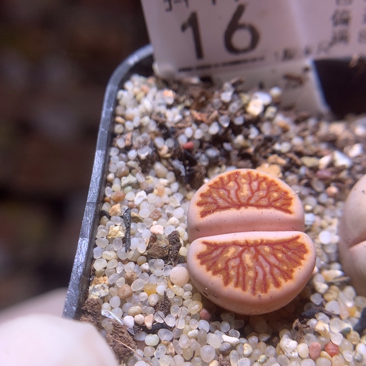 精品生石花113.16