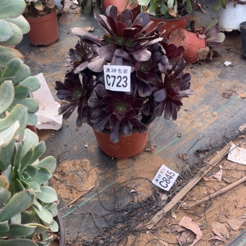 723欧紫不包断枝