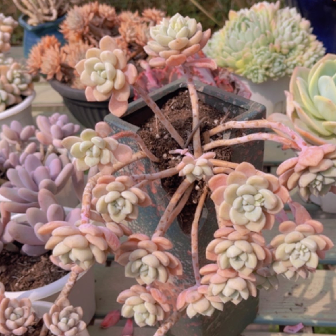 【闪购商品】克洛伊1535