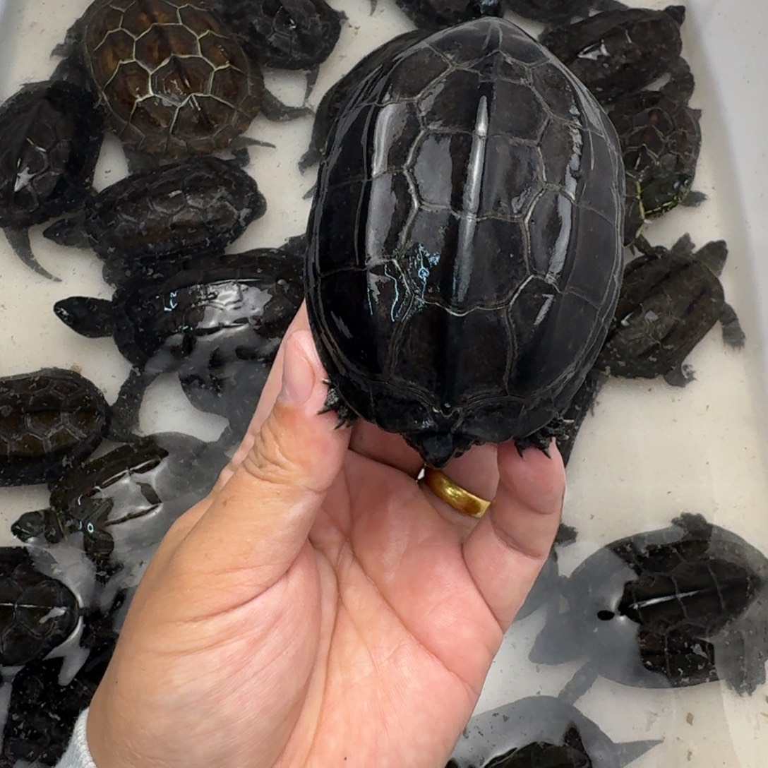 绿毛龟公苏北小墨龟