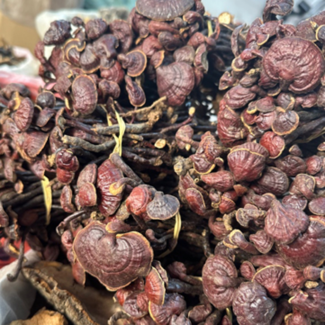 海南灵芝王 小豆芽煮水 煲汤