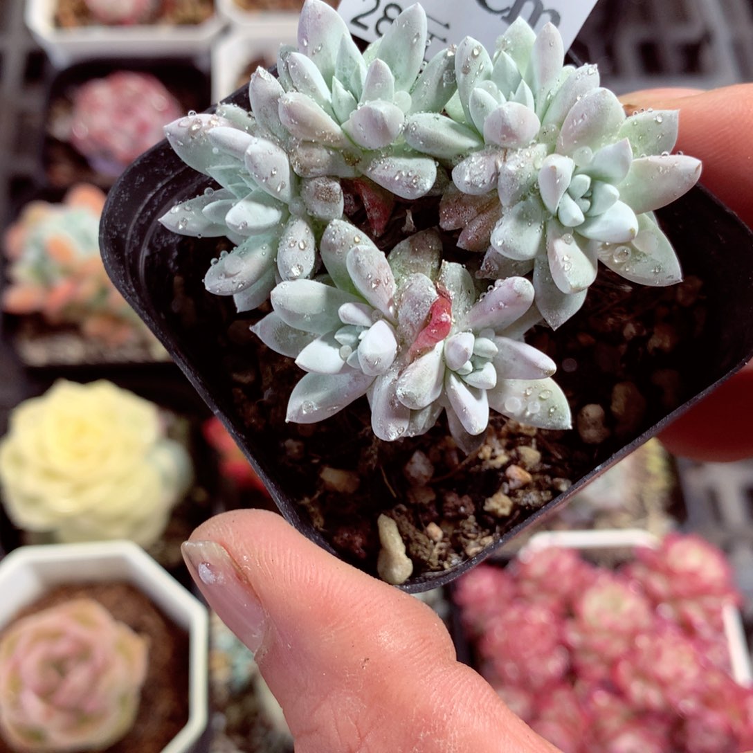 5厘米盆精控多肉576