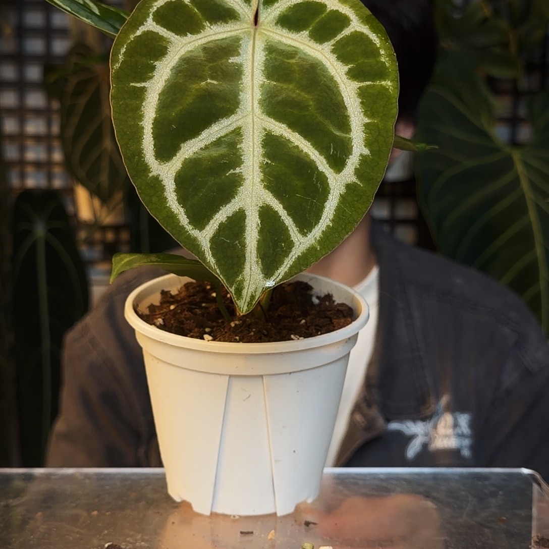 完全开放O126粉铜杂小钻石