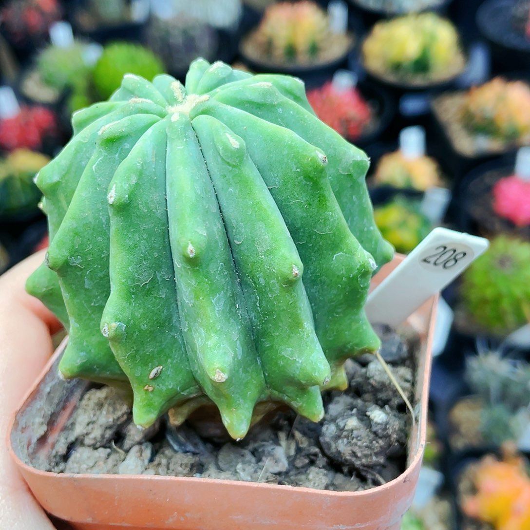 非偏远地区满25裸根发货仙人球