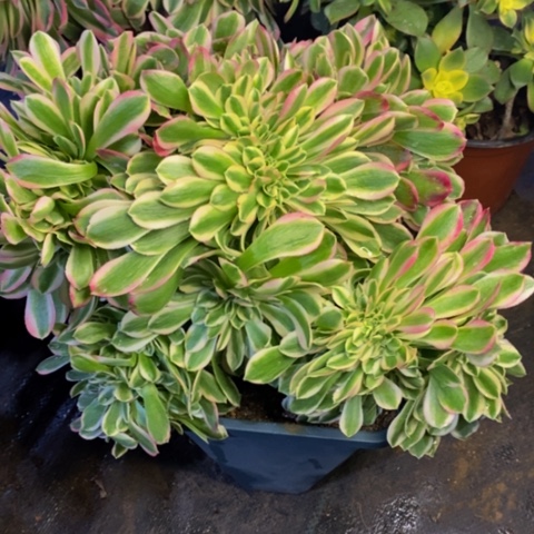 女巫多肉植物2859