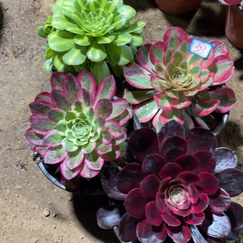 303多肉植物组合