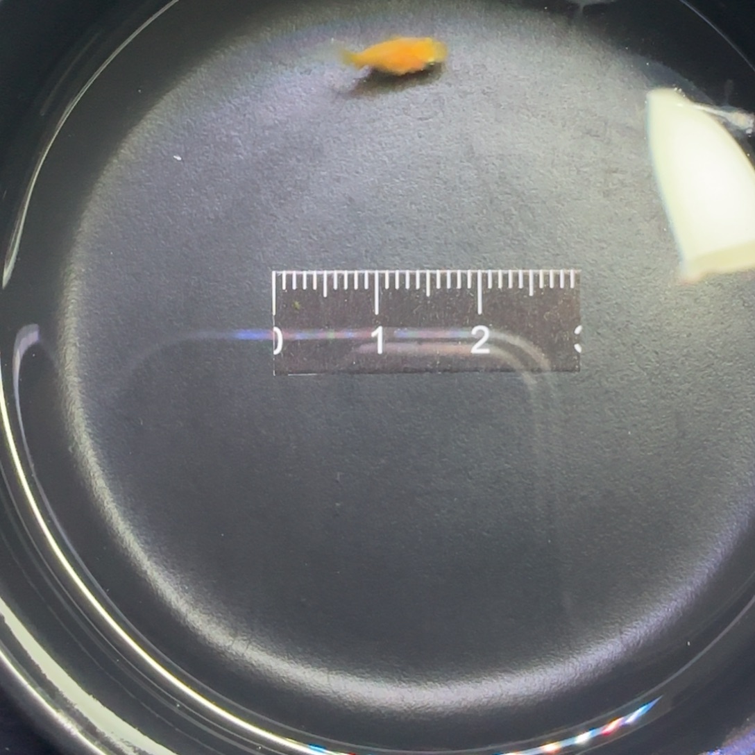 青鳉鱼观背青鳉鱼直播间135