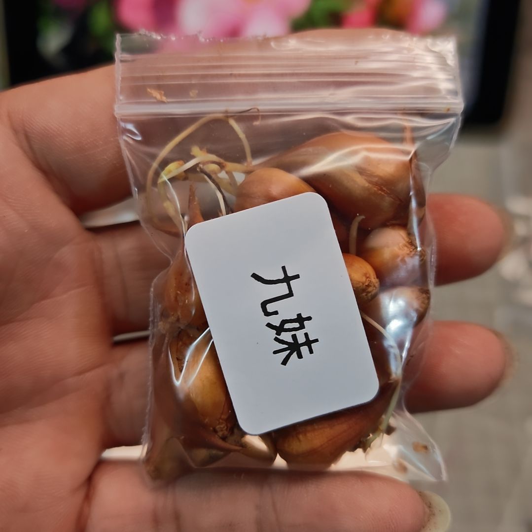 酢浆草早花纤细九妹
