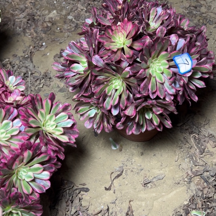 多肉植物铜壶变异多肉植物7