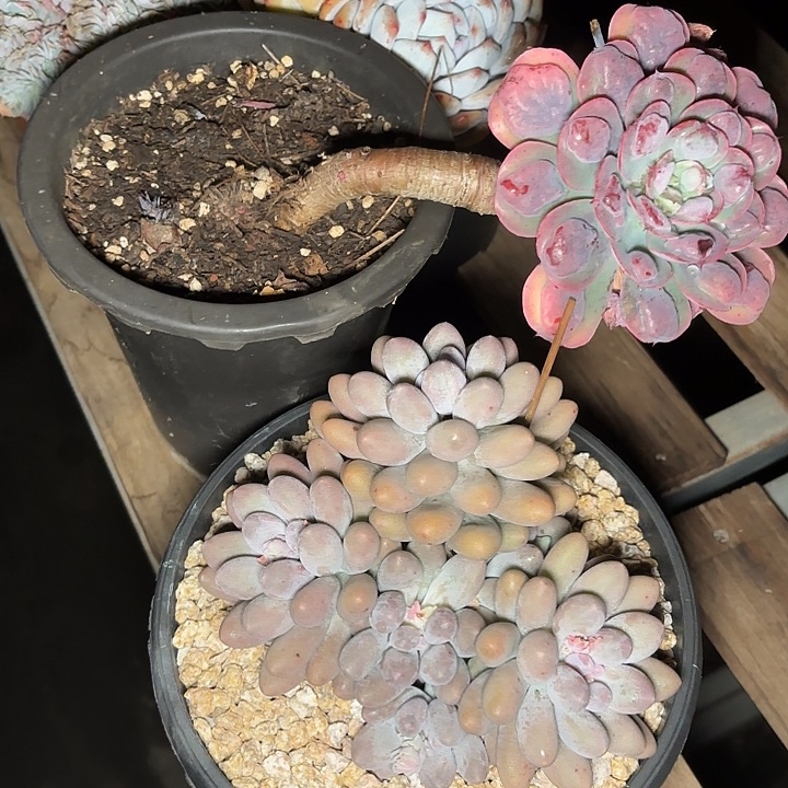 依***✪汤圆一物一拍A026