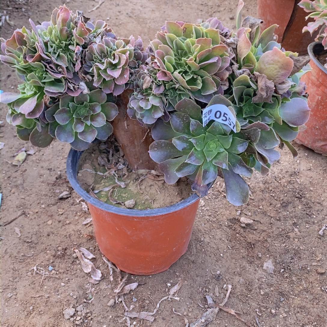 557 号一物一拍多肉植物