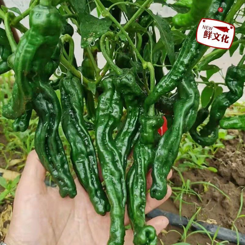 2025年巨辣新鲜特辣小皱皮薄皮青辣椒农家自种现摘蔬菜魔鬼辣椒