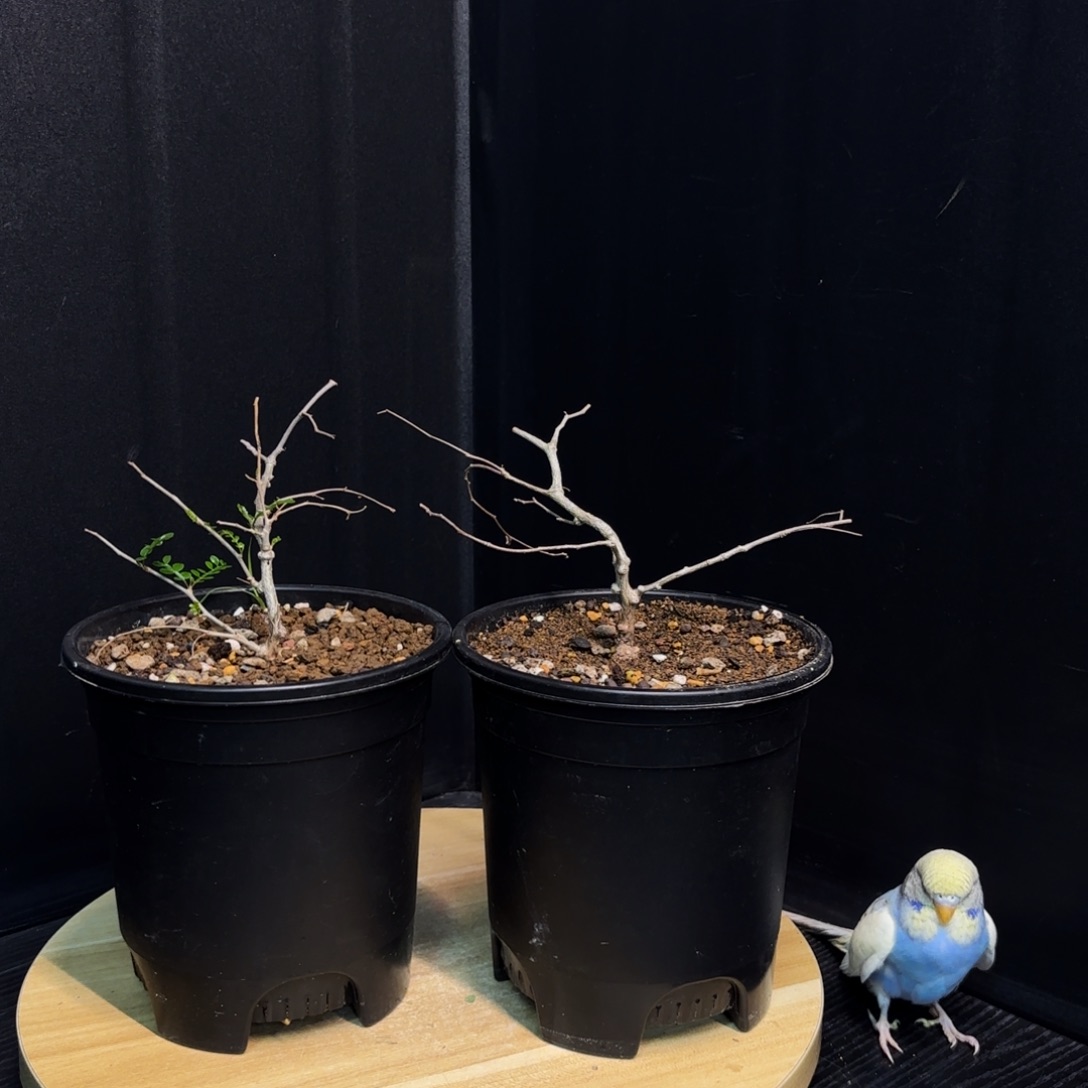 象足漆树带盆土1