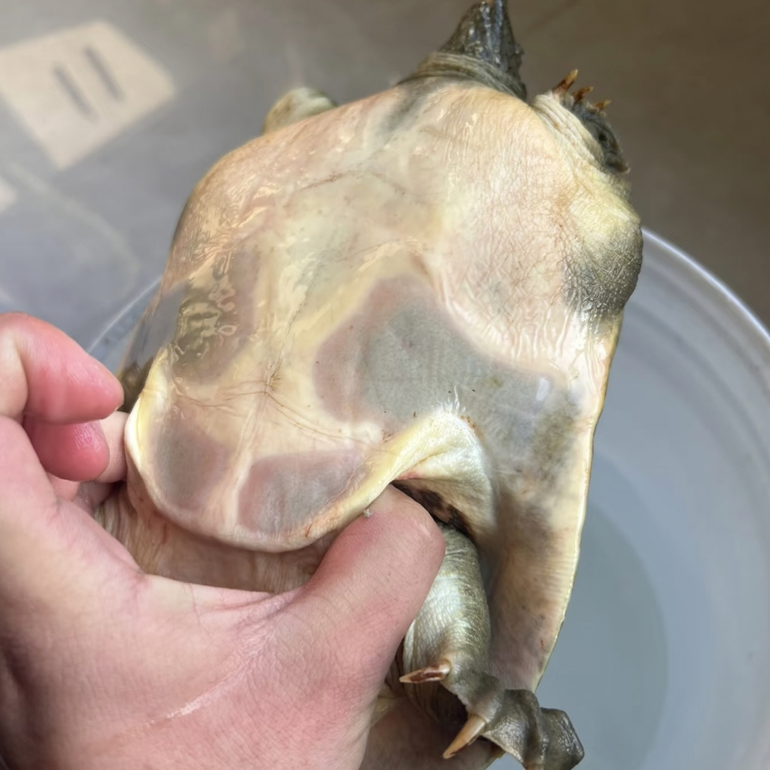 鲜活野甲鱼 秋季美食