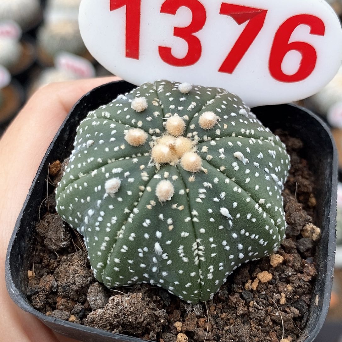 1376细雪海星兜福利