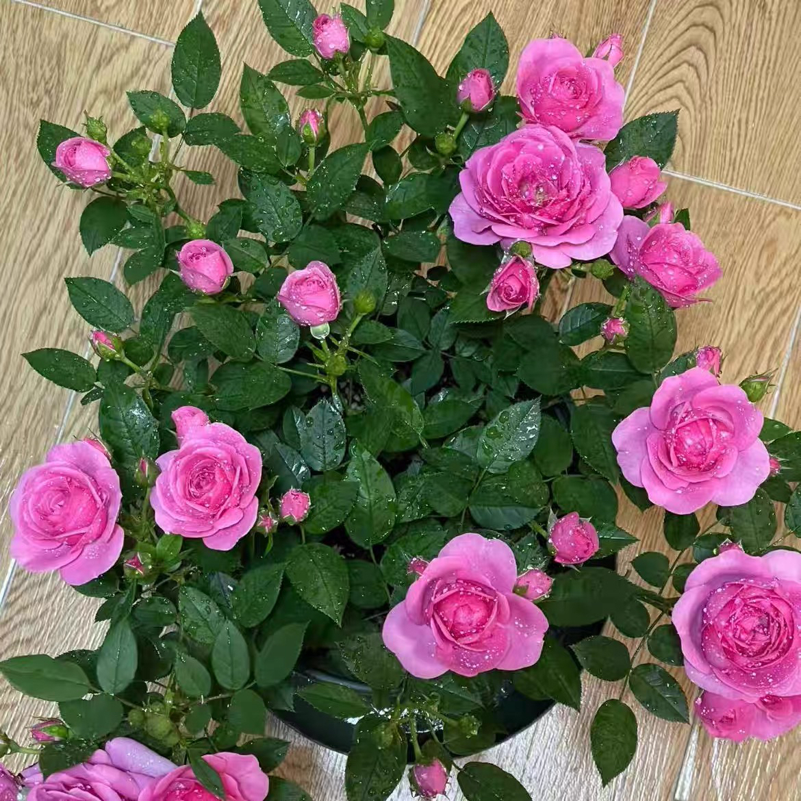 粉色大盆玫红色系列大花型庭院阳台好养四季开花盆栽