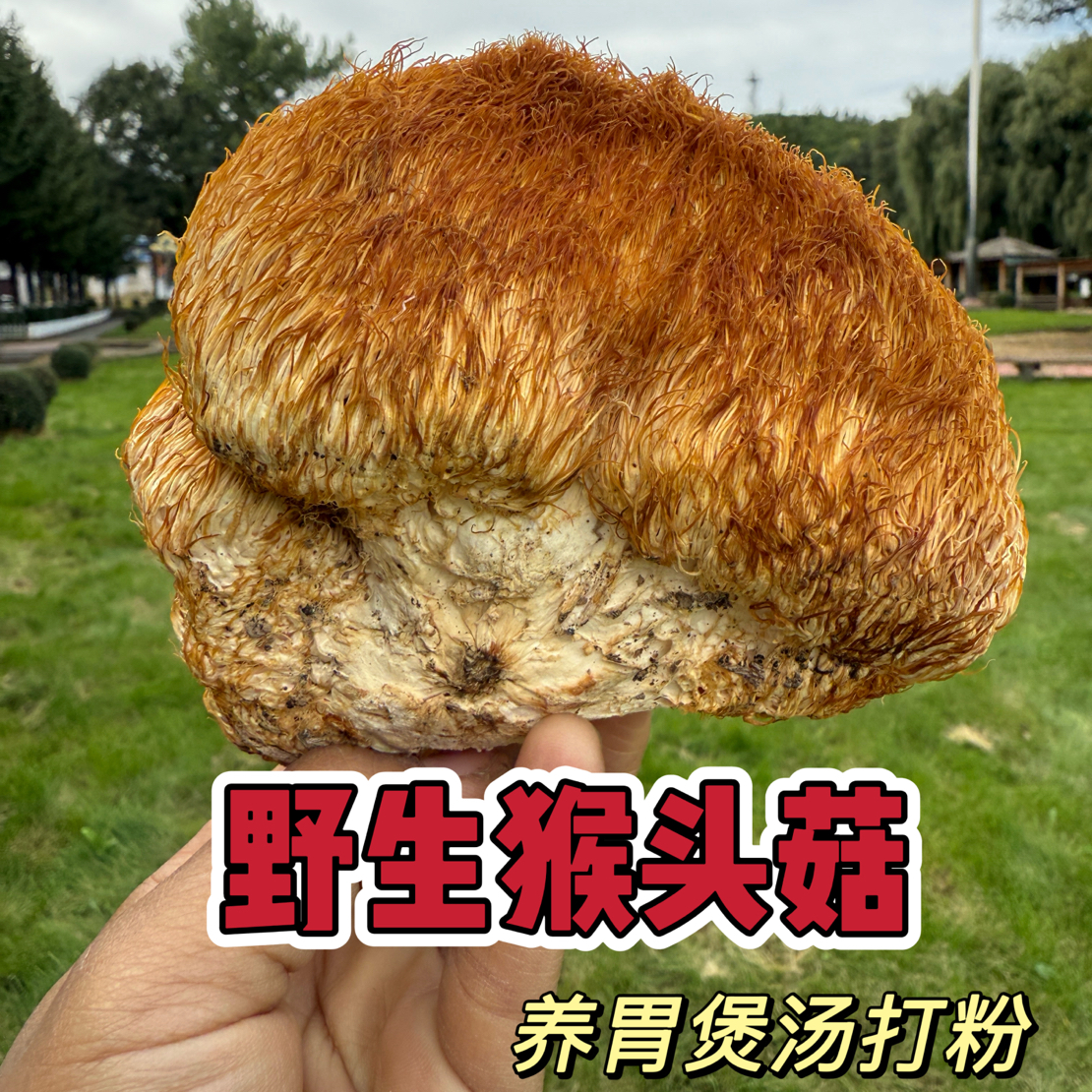 2025新货野生猴头菇干货东北长白山纯猴头菇煲汤菌养胃可打粉