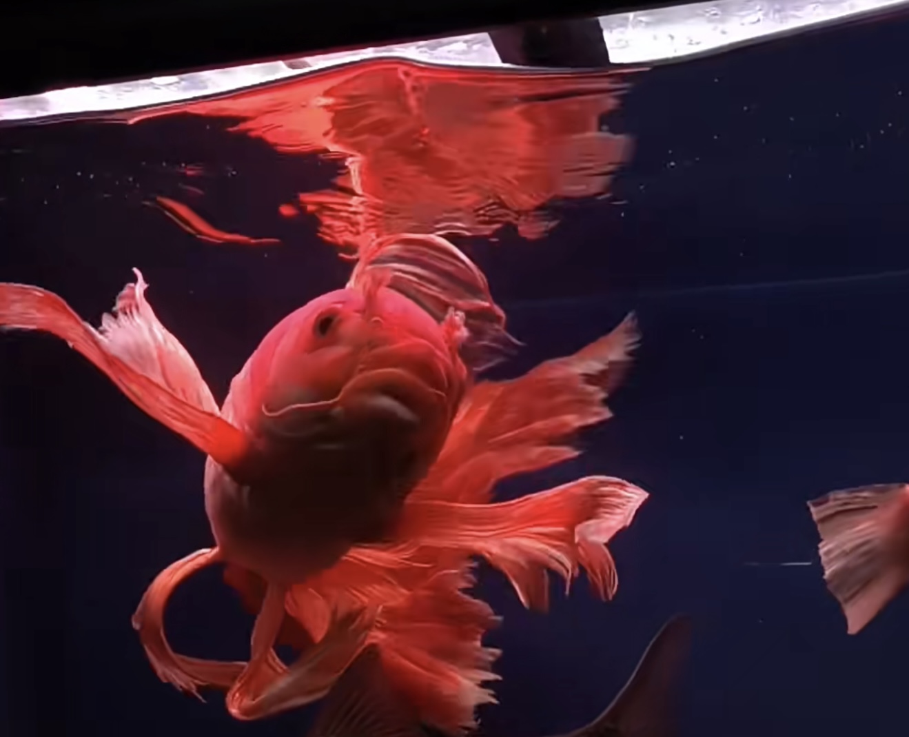 18-21公分红短球赛级精品蝴蝶鲤渔场直发大鳍大尾广温观赏鱼