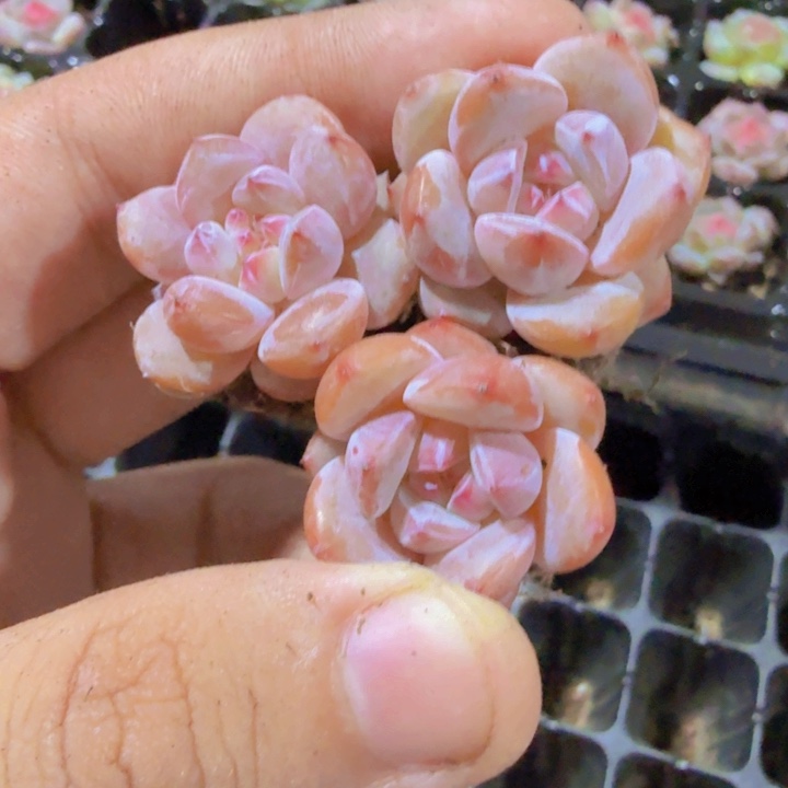 糖心梦露五颗一组