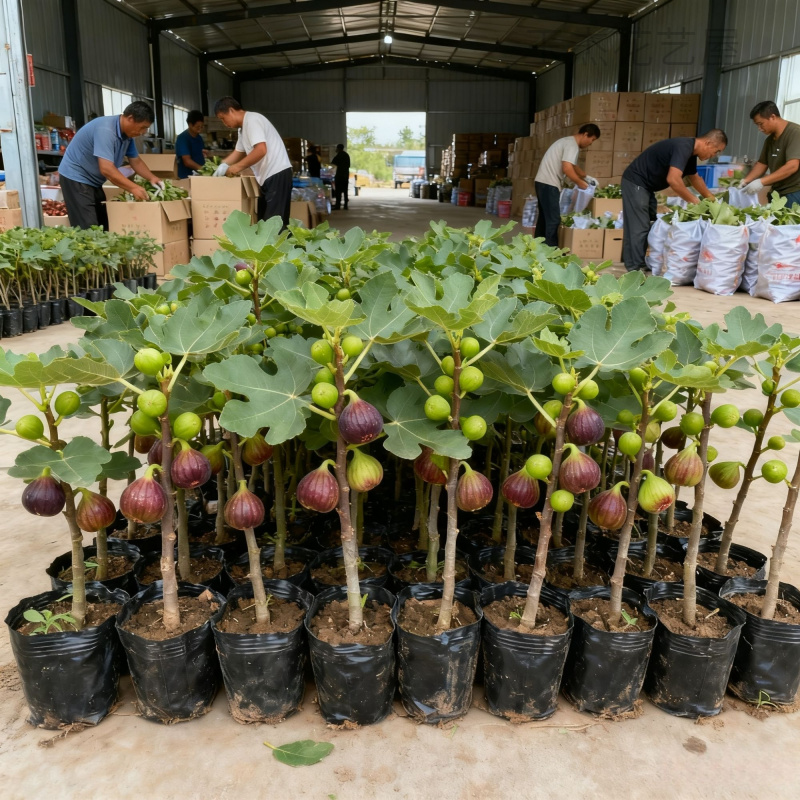 无花果特大果树苗矮化带土南方北方种植波姬红青皮盆地栽无花果苗