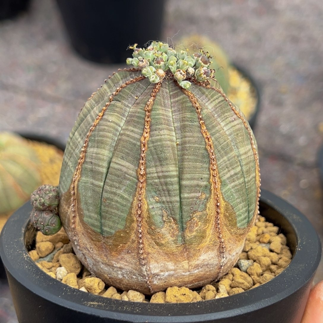 m欧系布纹球带侧芽